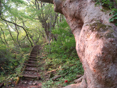 蓬山遊歩道　ケヤキの森散策路