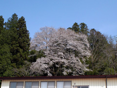 長橋の種蒔き桜
