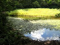 蓋沼森林公園