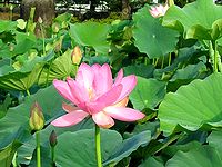 蓮池